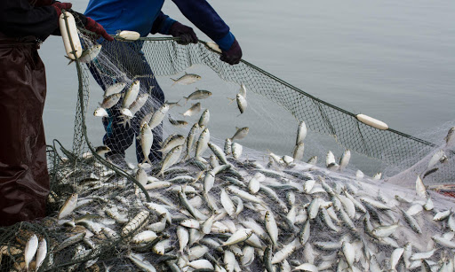How to Start Profitable Business of Fish Farming