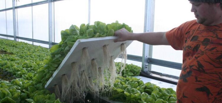 Hydroponics, High Tech & Modern Farming & Its Future