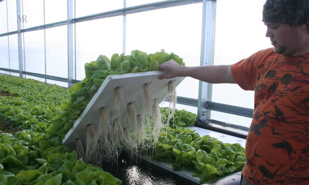 Hydroponics, High Tech & Modern Farming & Its Future