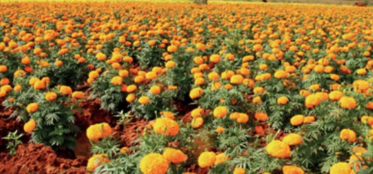 Profitable Business of Marigold Marigold, A Complete Guide