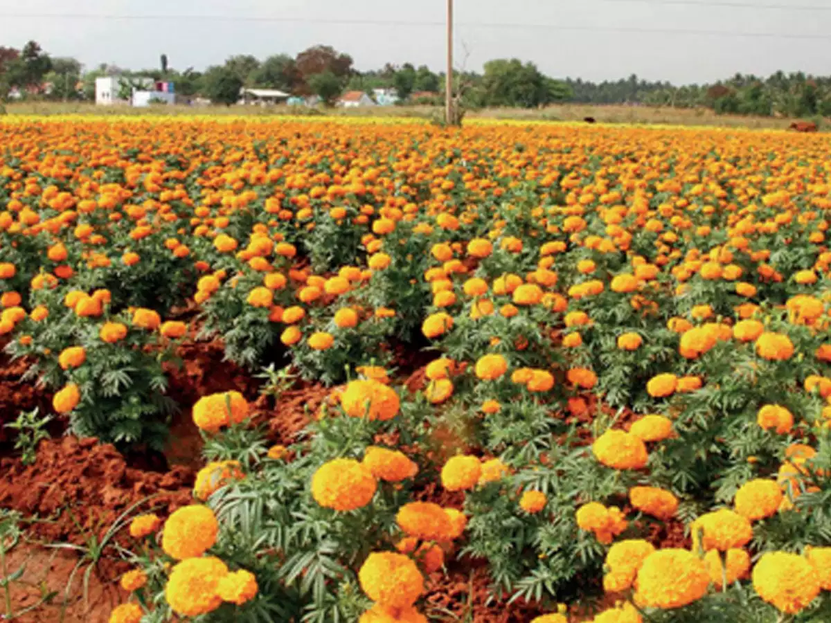 Profitable Business of Marigold Marigold, A Complete Guide