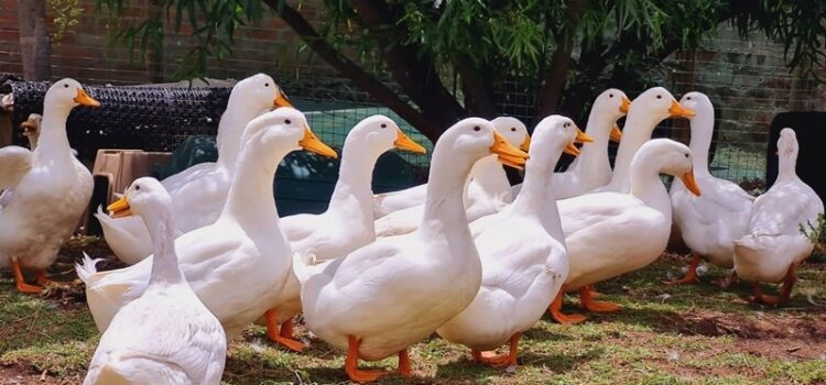 Strategies of Duck Farming