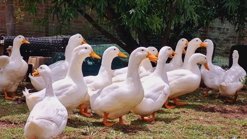 Strategies of Duck Farming