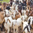Business Strategies of Goat Farming in India