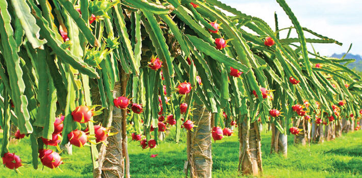 Dragon Fruit Origin, Its Cultivation and Marketing Strategies for