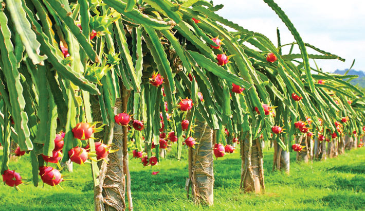 Dragon Fruit Origin, Its Cultivation and Marketing Strategies for