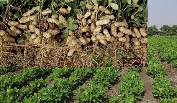 Earning through Groundnut Farming and Its Marketing
