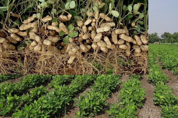 Earning through Groundnut Farming and Its Marketing