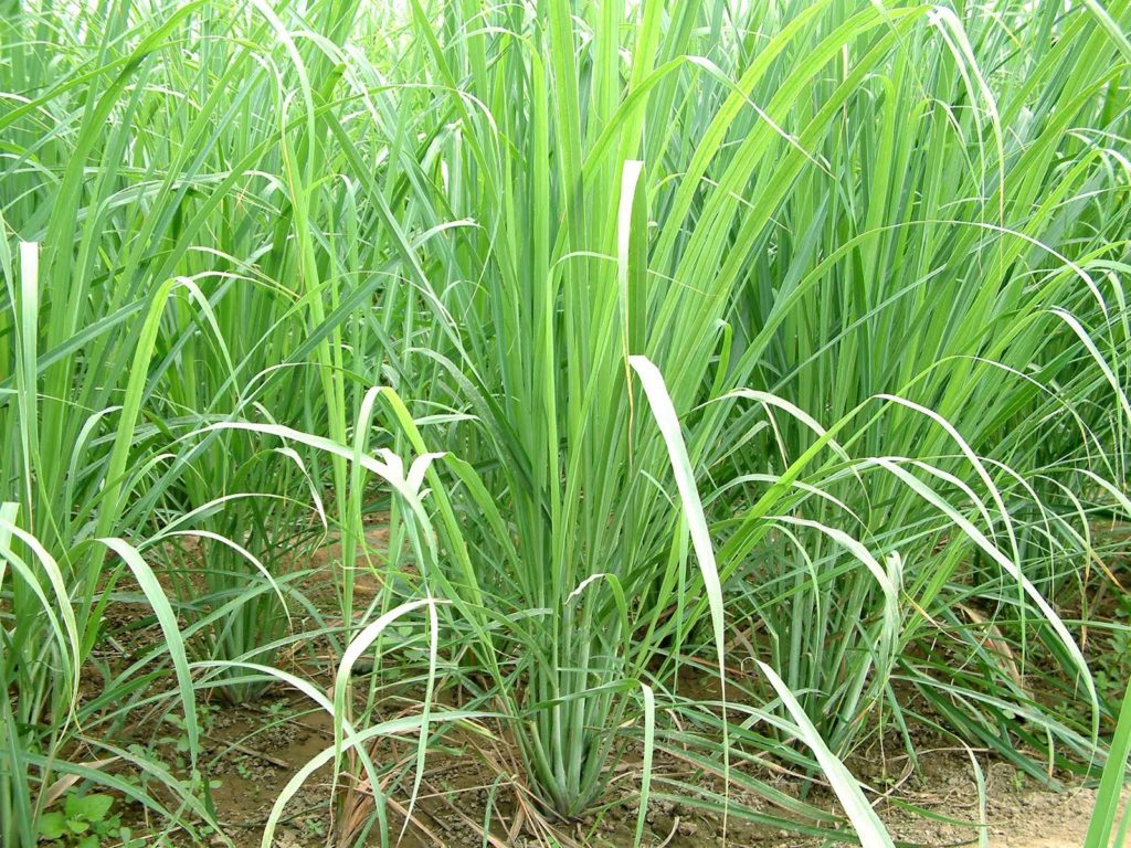 Lemon Grass Farming and Its Marketing Strategies