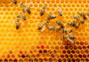 Sustainable Business of Beekeeping