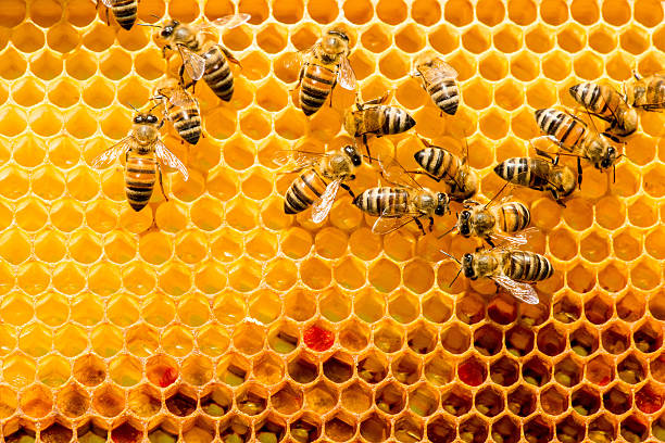 Sustainable Business of Beekeeping