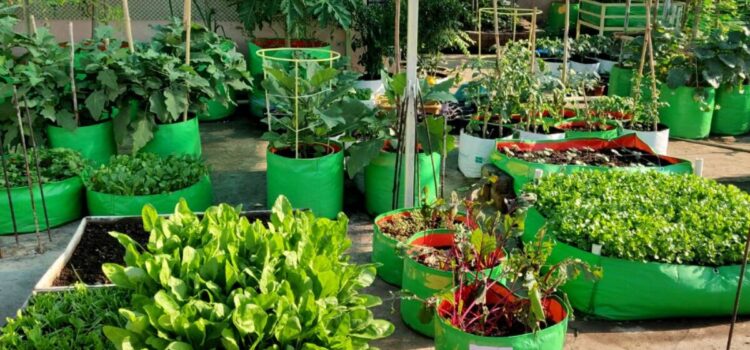 Save Money with Growing Kitchen Garden Inside Your House