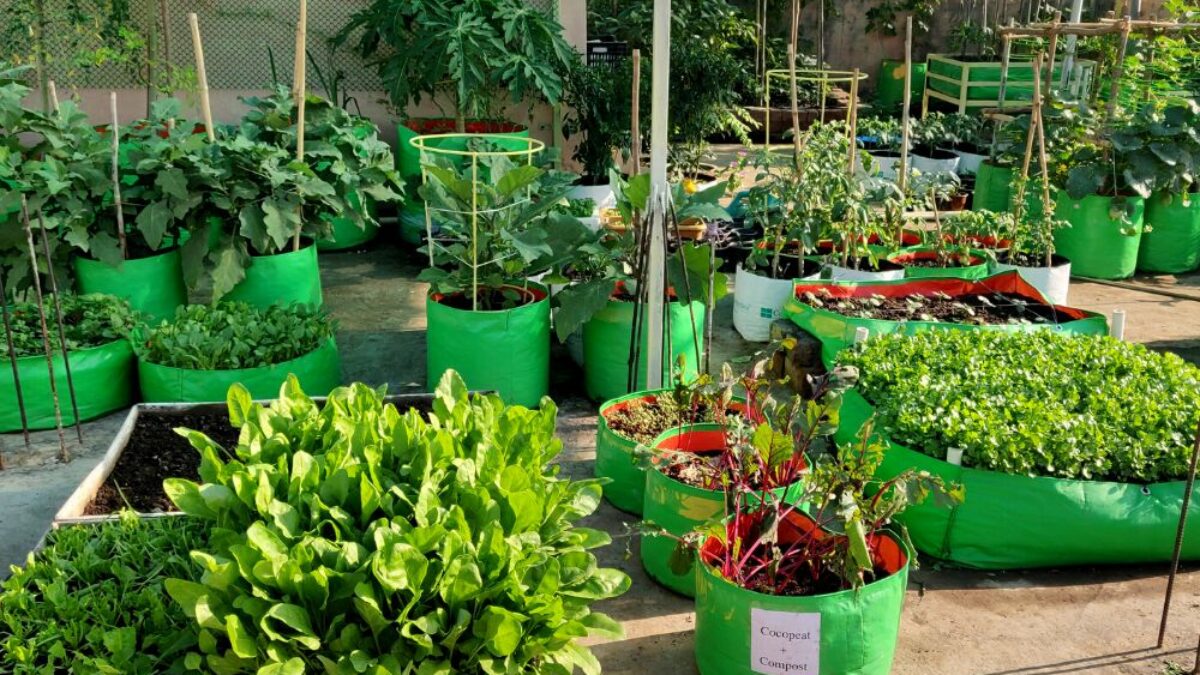 Save Money with Growing Kitchen Garden Inside Your House