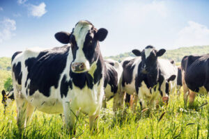 How to start Business of Dairy Farming in India