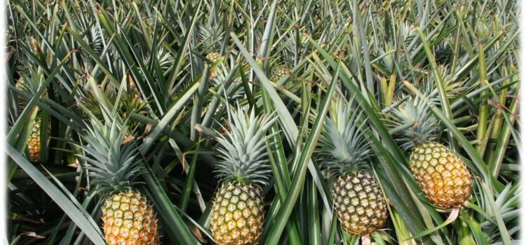 How to Cultivate Pine Apple, Selling & Marketing Strategies, Complete Guide