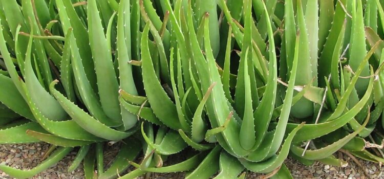 How to Cultivate Aloe Vera & Generate Higher Income
