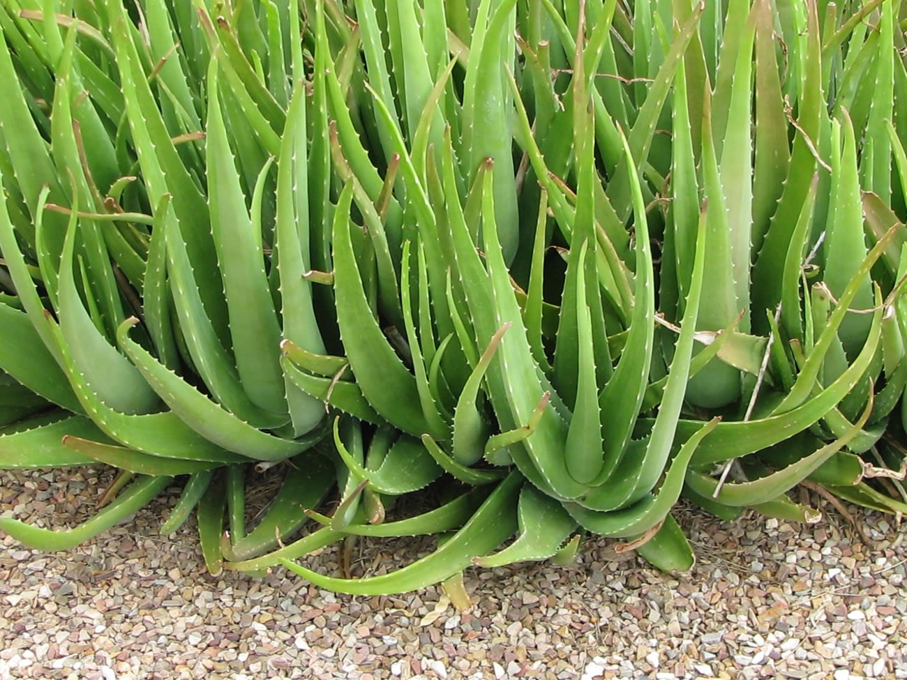 How to Cultivate Aloe Vera & Generate Higher Income