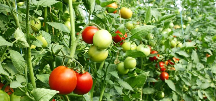 All about tomato cultivation & Its Sells & Marketing