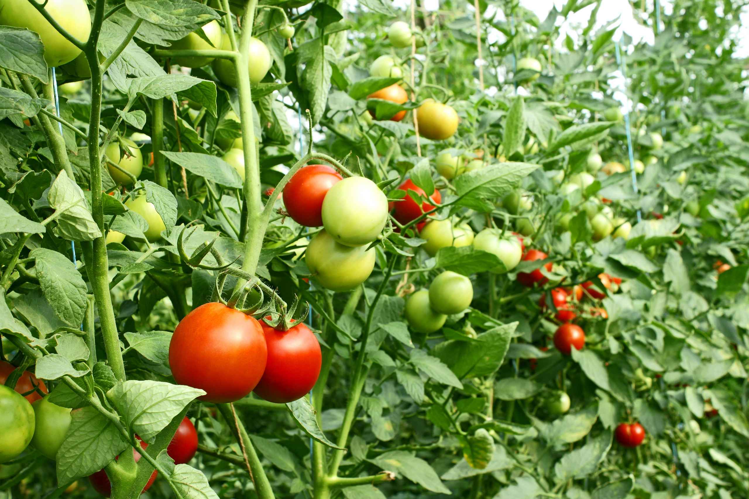 All about tomato cultivation & Its Sells & Marketing