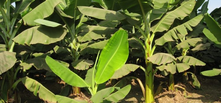 Banana Farming Is an Important & Profitable Business in India