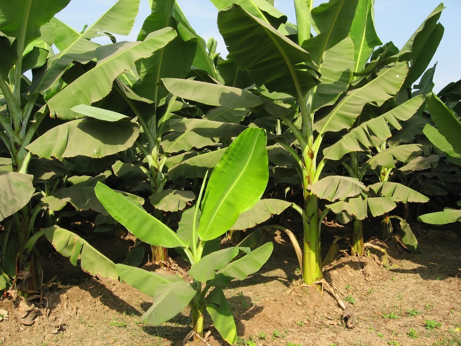 Banana Farming Is an Important & Profitable Business in India