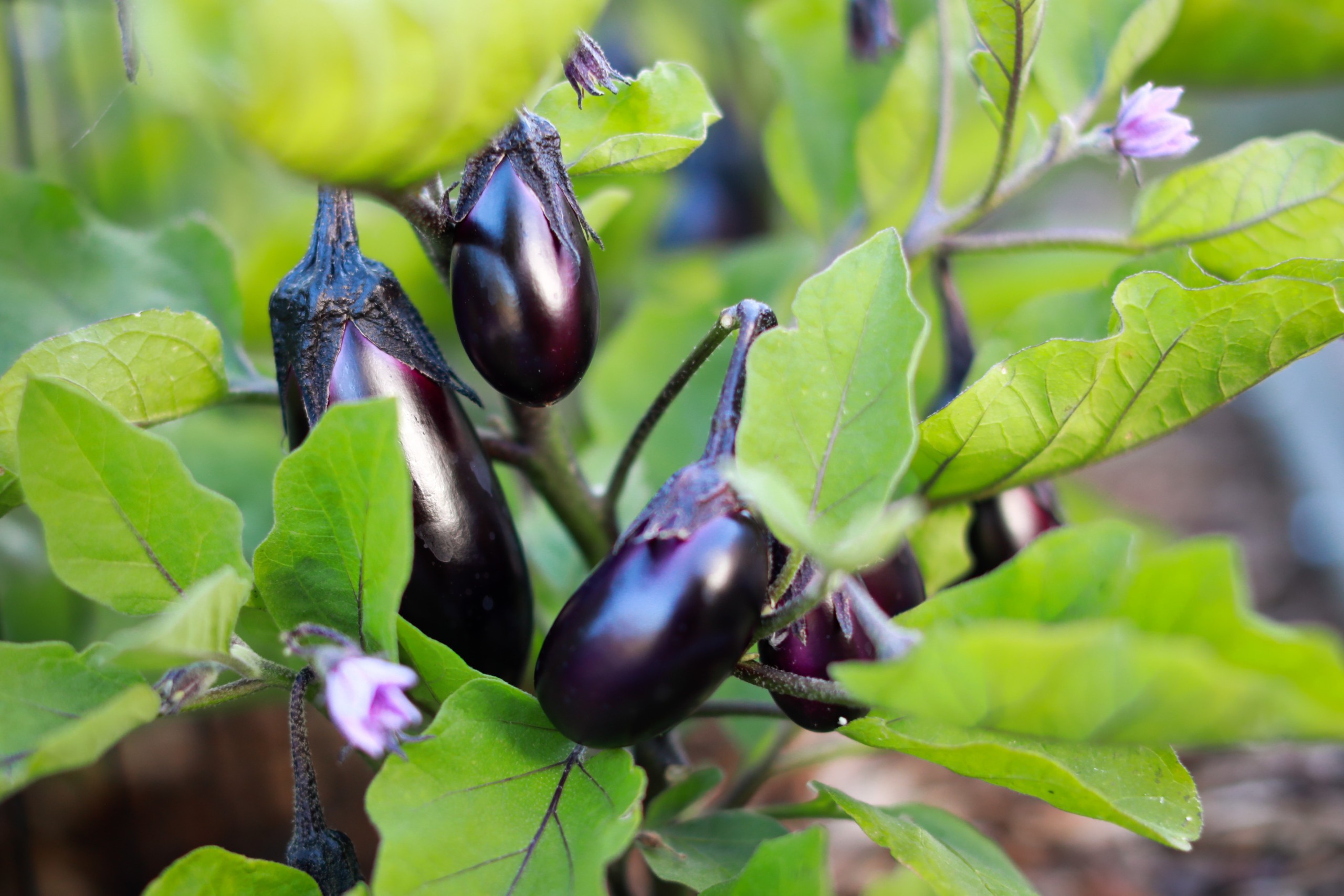 Brinjal Cultivation & It’s Economic Importance for Generating Higher Income