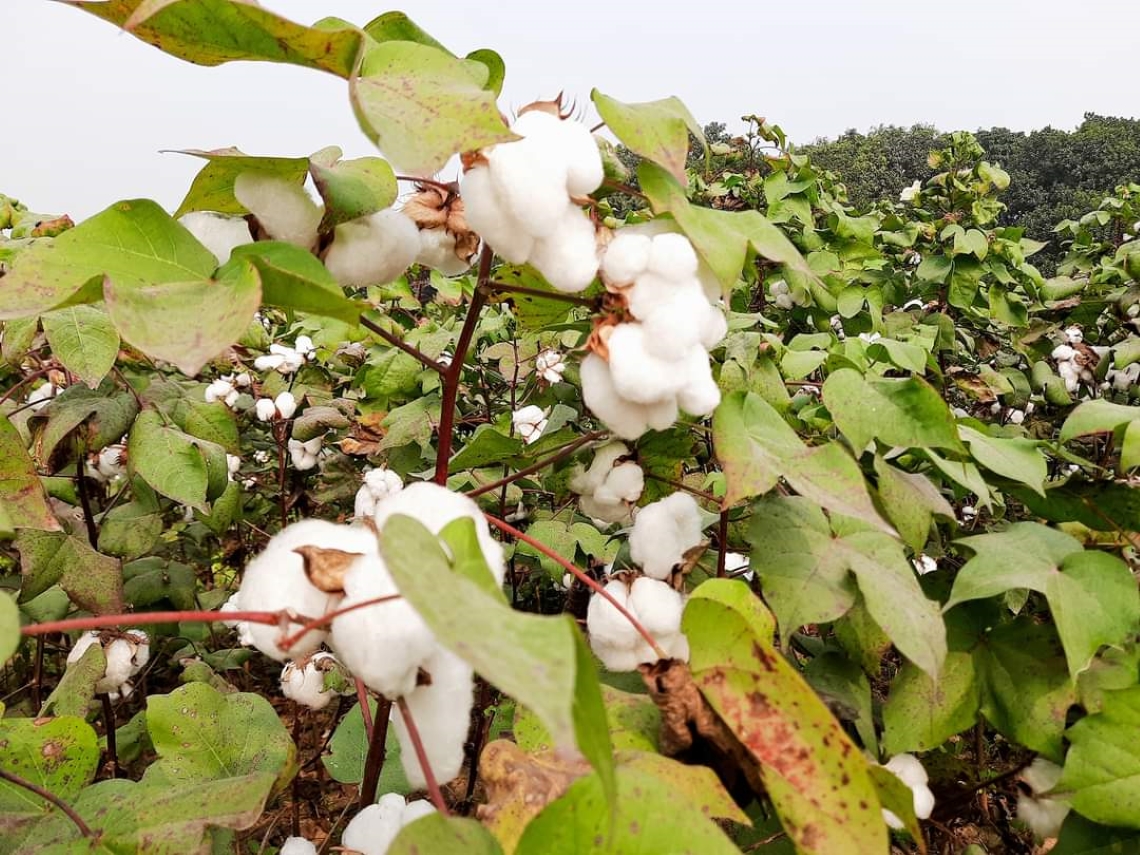 What is Bt Cotton and Its Controversy