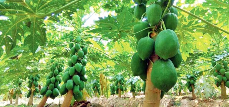 Papaya Cultivation is the Good Source of Income, its Health Benefits and Marketing