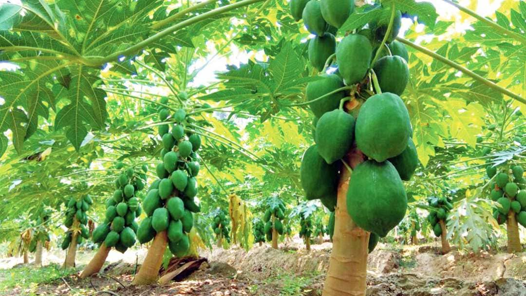 Papaya Cultivation is the Good Source of Income, its Health Benefits and Marketing