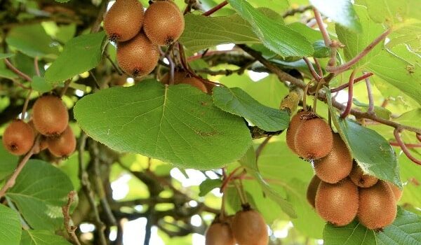 Kiwi Cultivation, Its Health Benefits and Marketing