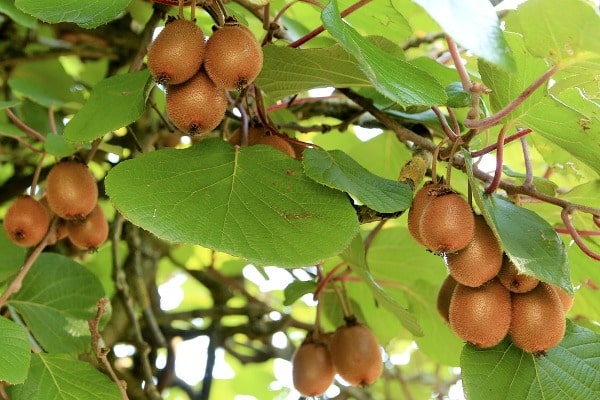 Kiwi Cultivation, Its Health Benefits and Marketing