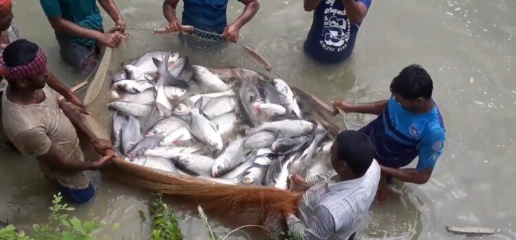 What is the Fish Farming