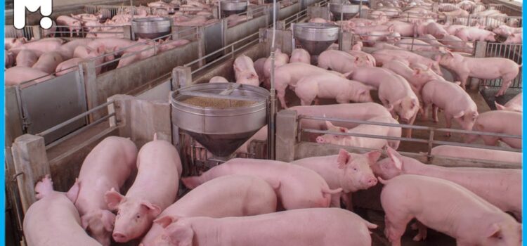 Profitable Startup of Pig Farming