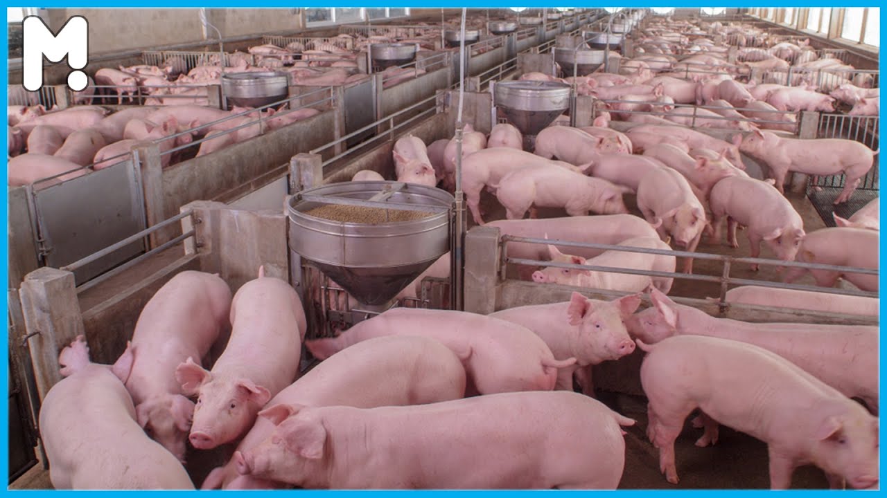 Profitable Startup of Pig Farming