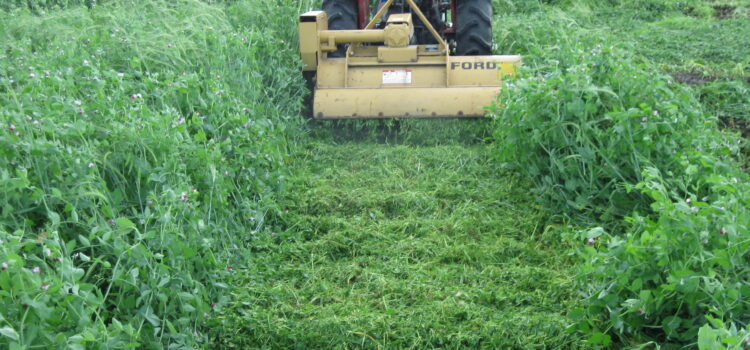 Importance of Green Manure in the Agriculture Field