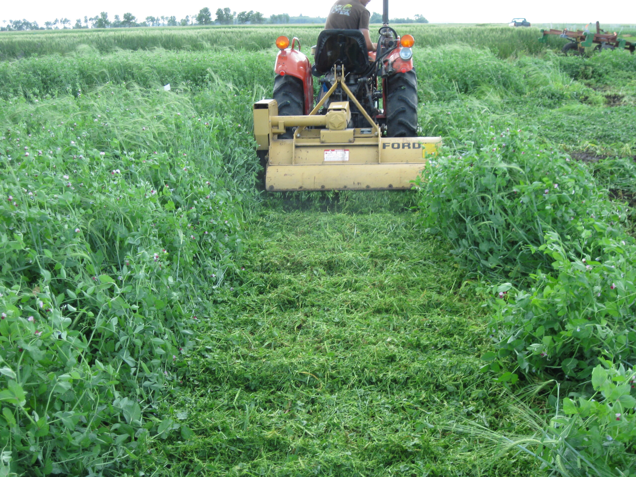 Importance of Green Manure in the Agriculture Field