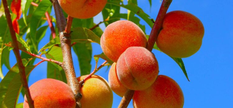 The Peach Cultivation, Disease Management, Harvesting & Sales