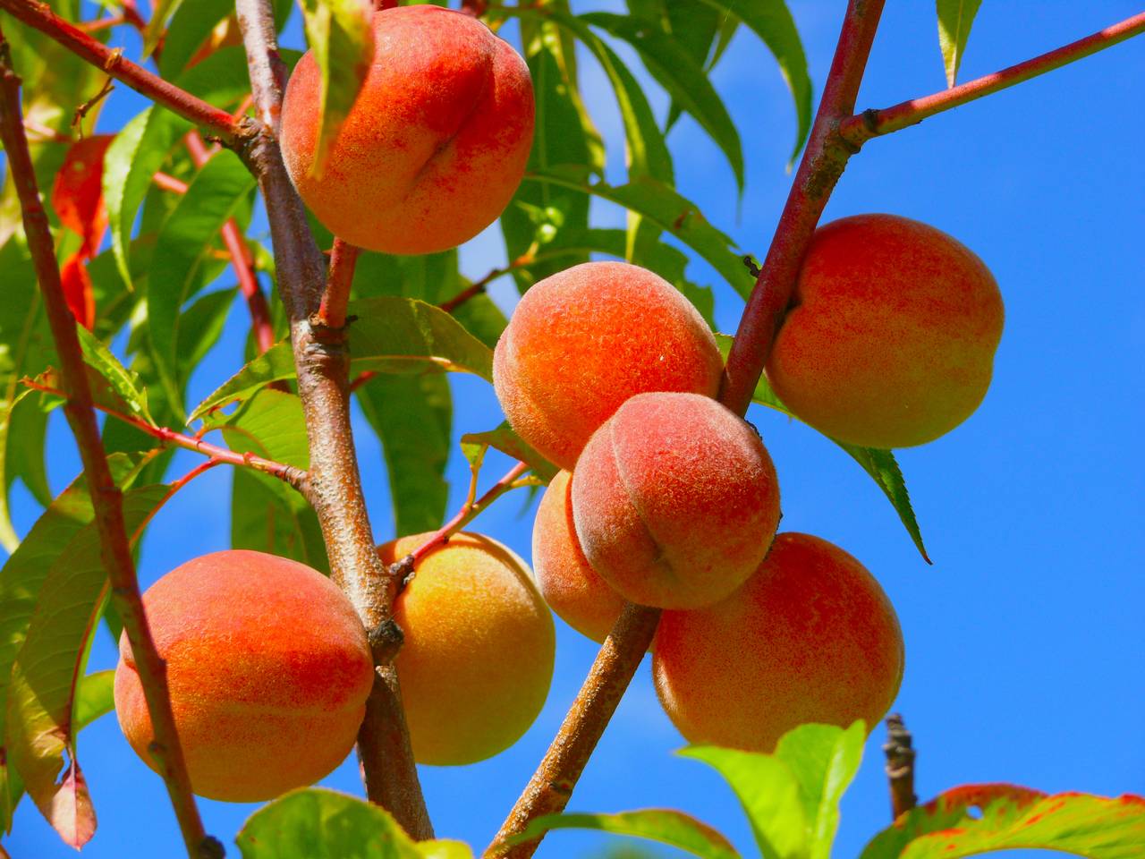 The Peach Cultivation, Disease Management, Harvesting & Sales