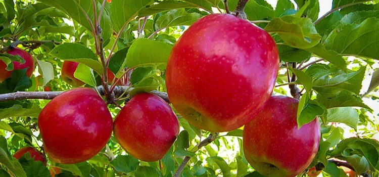 Cultivation Of Apple, Its Verities, Market Demand and Sells