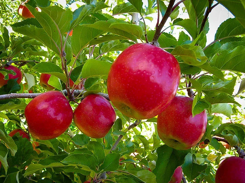 Cultivation Of Apple, Its Verities, Market Demand and Sells