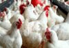 Business of Poultry Farming