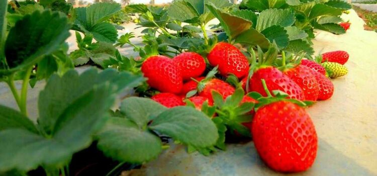 Profitable Business of Strawberry Farming