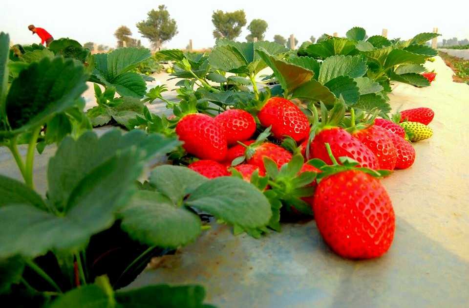 Profitable Business of Strawberry Farming