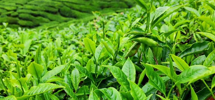 Overview Of Tea Farming and The Processing Steps Involved in Generating Income