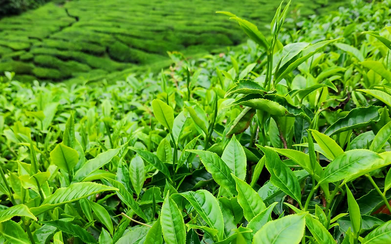 Overview Of Tea Farming and The Processing Steps Involved in Generating Income