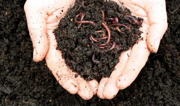 What is the Vermicompost | Soil Health Benefits