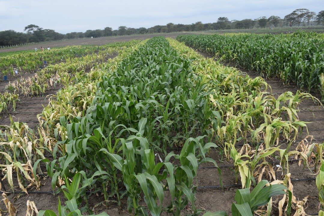 Maize Crop Cultivation Varieties Its Demond & Sales