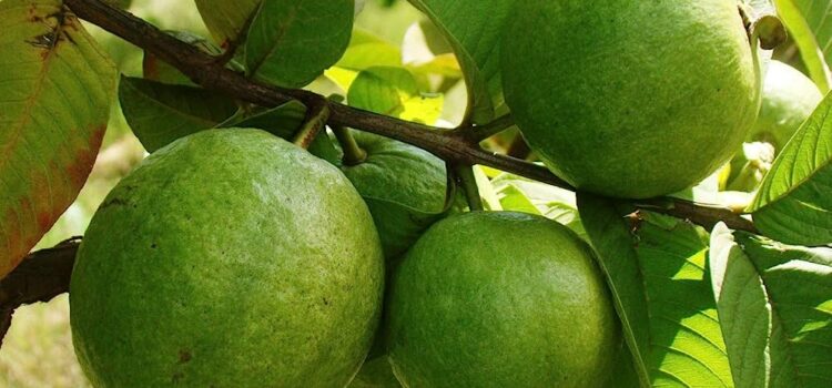 Guava Cultivation: A Complete Guide