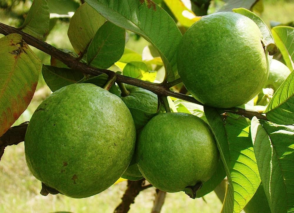 Guava Cultivation: A Complete Guide