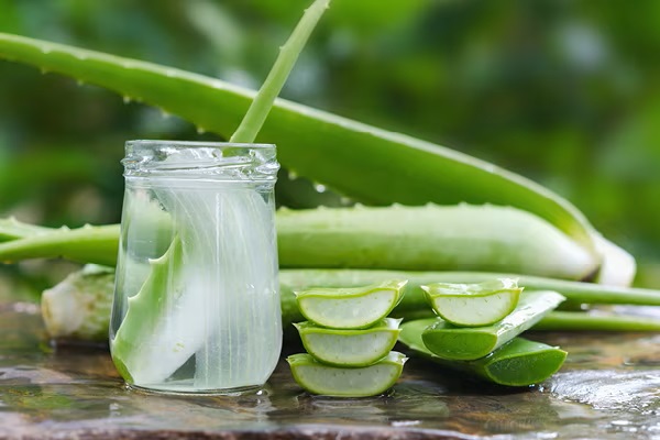 Aloe Vera Health Benefits